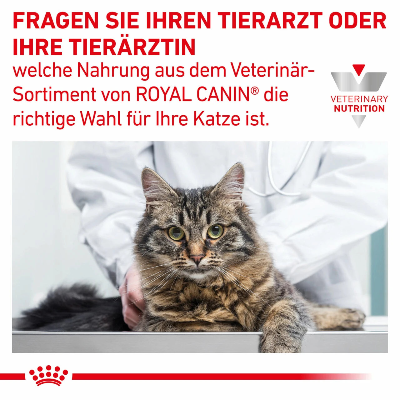 Royal Canin Gastrointestinal Trockenfutter Für Katzen – Bild 9